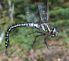 Aeshna subarctica