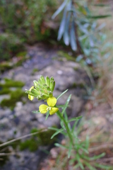 Erysimum nevadense collisparsum