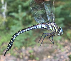Aeshna subarctica