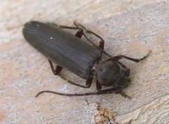 Arhopalus ferus