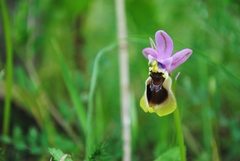 Ophrys tenthredinifera