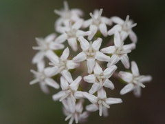 Panax trifolius