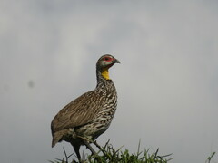 Pternistis leucoscepus