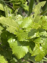 Maytenus undata