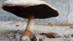 Agaricus