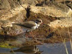 Charadrius tricollaris