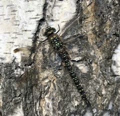 Aeshna subarctica