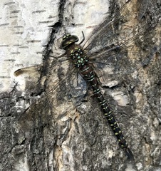 Aeshna subarctica