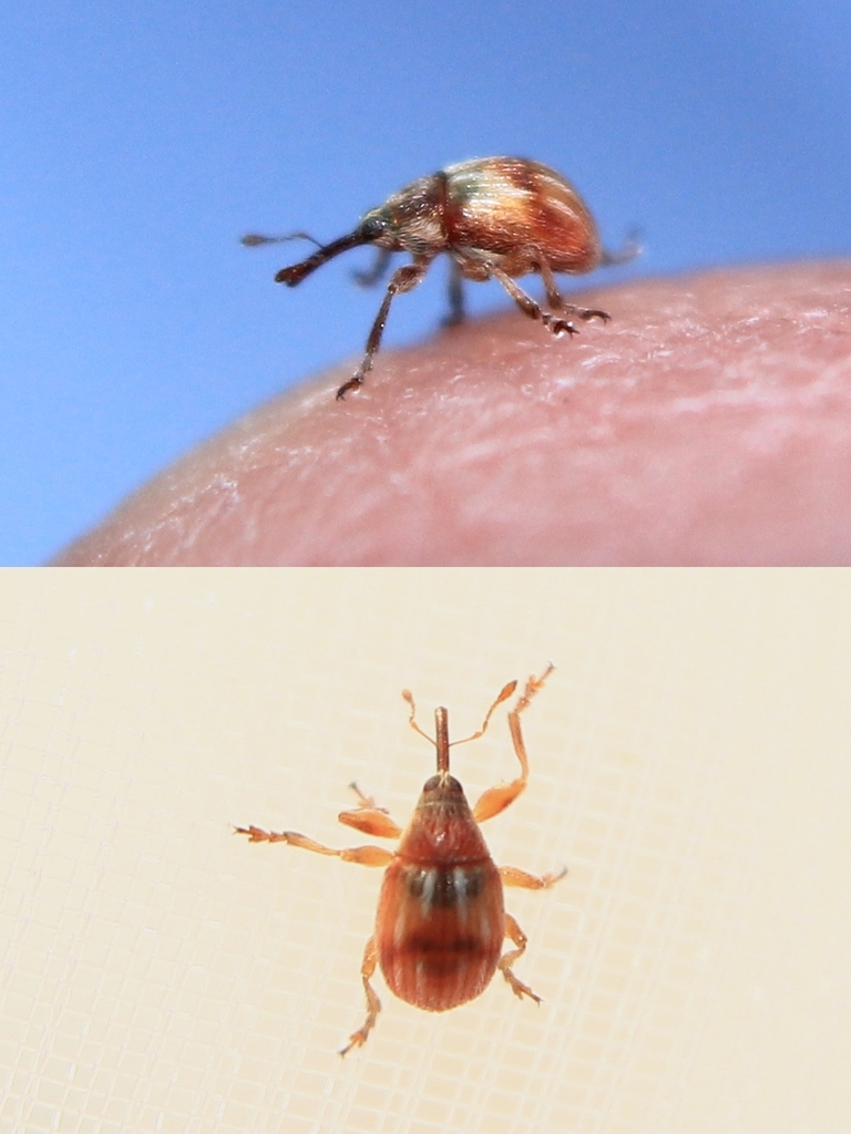 Corimaliini