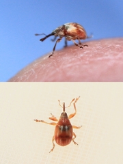 Corimalia tamarisci