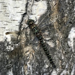Aeshna subarctica