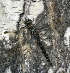 Aeshna subarctica