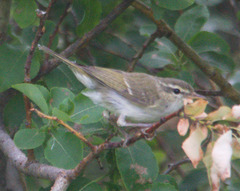 Phylloscopus plumbeitarsus