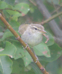 Phylloscopus plumbeitarsus