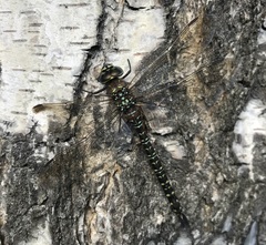 Aeshna subarctica