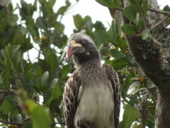 Lophoceros nasutus