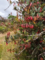 Macleania rupestris