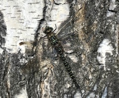 Aeshna subarctica