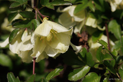 Clematis cirrhosa