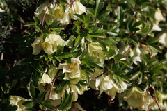 Clematis cirrhosa
