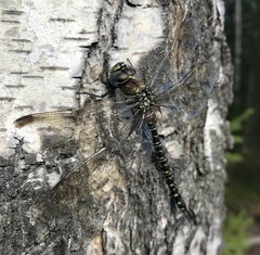 Aeshna subarctica