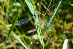 Lestes inaequalis