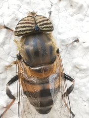 Eristalinus taeniops