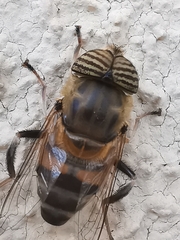 Eristalinus taeniops