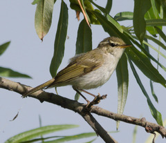 Phylloscopus plumbeitarsus