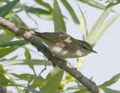 Phylloscopus plumbeitarsus