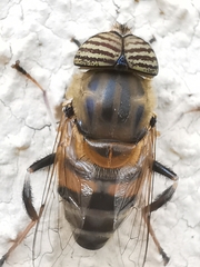Eristalinus taeniops