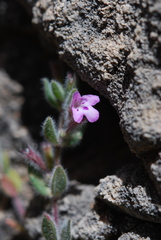 Thymus leucotrichus