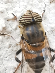 Eristalinus taeniops