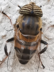 Eristalinus taeniops