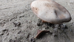 Agaricus