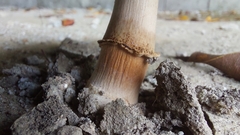 Agaricus