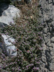 Thymus leucotrichus
