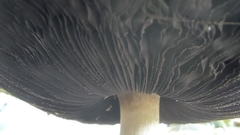 Agaricus