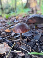 Macrocystidia cucumis
