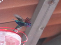 Anthracothorax prevostii