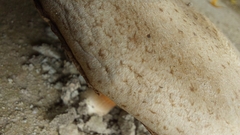 Agaricus