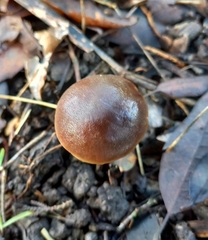 Macrocystidia cucumis