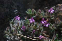 Thymus leucotrichus