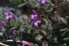 Thymus leucotrichus