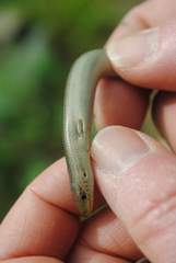Chalcides striatus