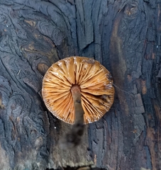Macrocystidia cucumis