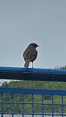 Mimus saturninus