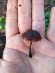 Macrocystidia cucumis