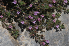 Thymus leucotrichus