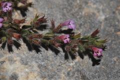Thymus leucotrichus